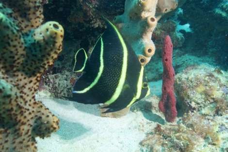 Review img # 25 of the yacht ISOLABLUE