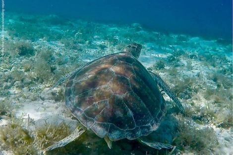 Review img # 23 of the yacht SWAN