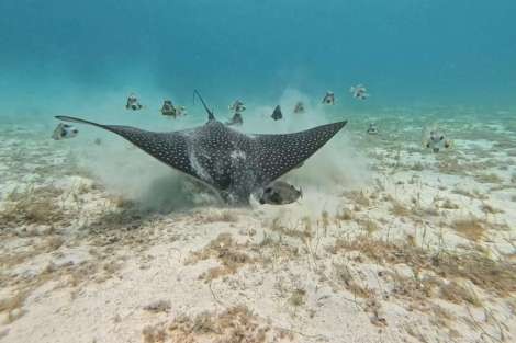 Review img # 7 of the yacht SWAN